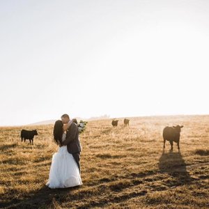 the haven at tomales ranch wedding cows bride groom
